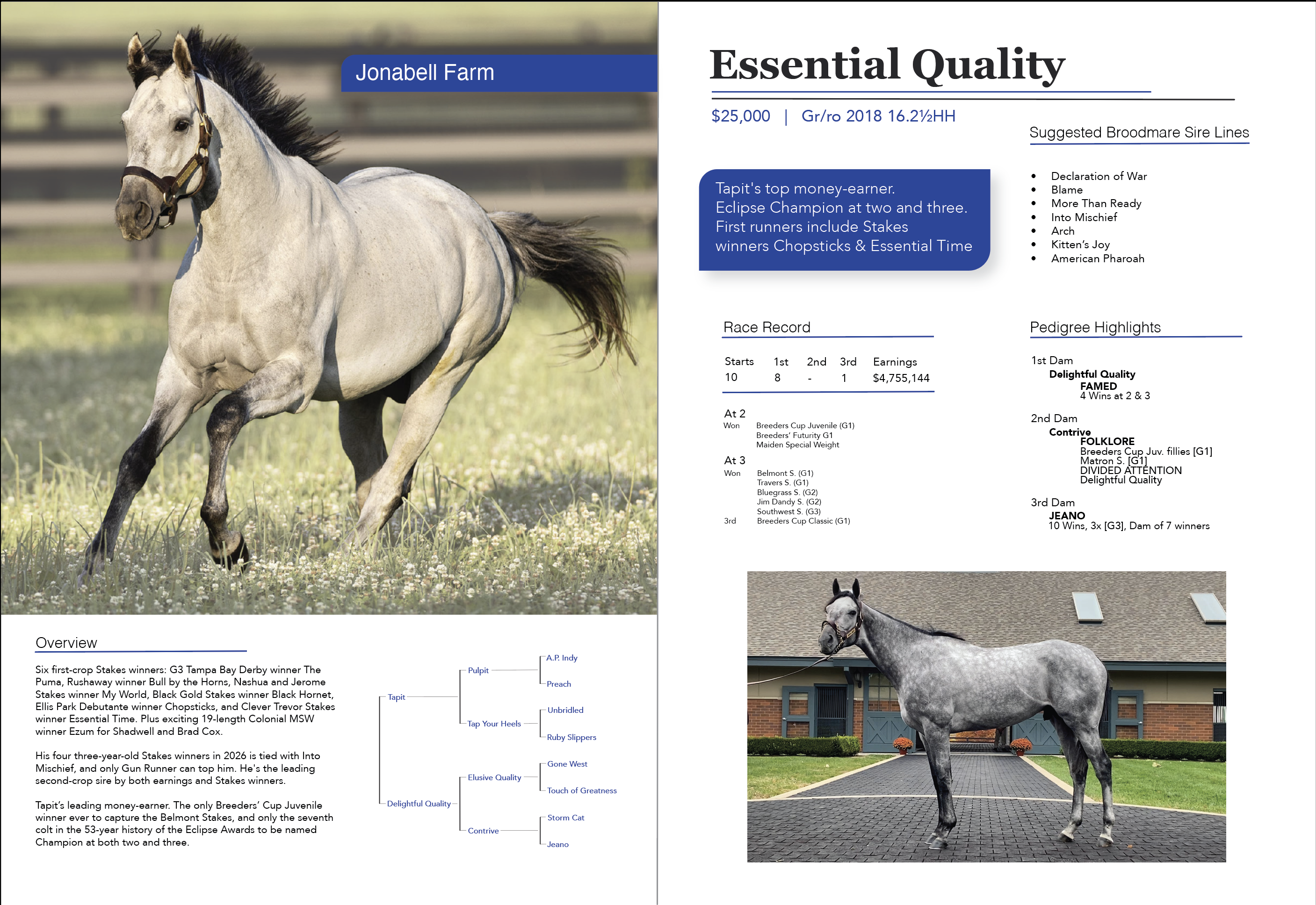 Horse Brochure